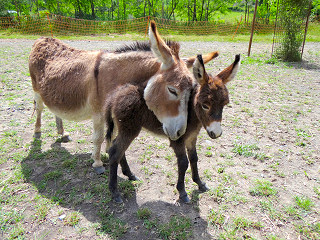 Parc animalier de Lussas