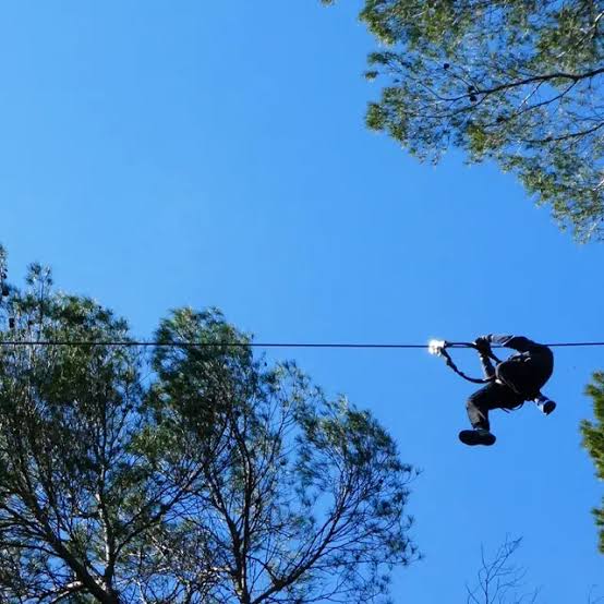 Flay'Forest