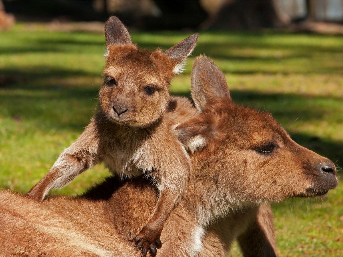 Le parc Australien
