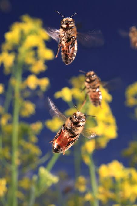 La Maison des Abeilles