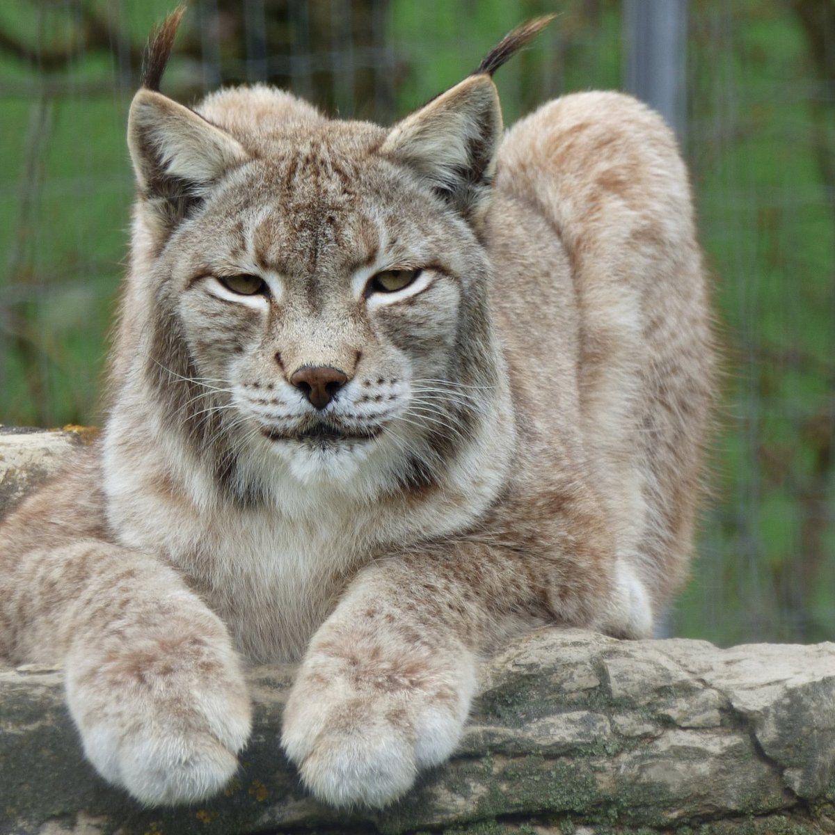Parc animalier de Pradinas